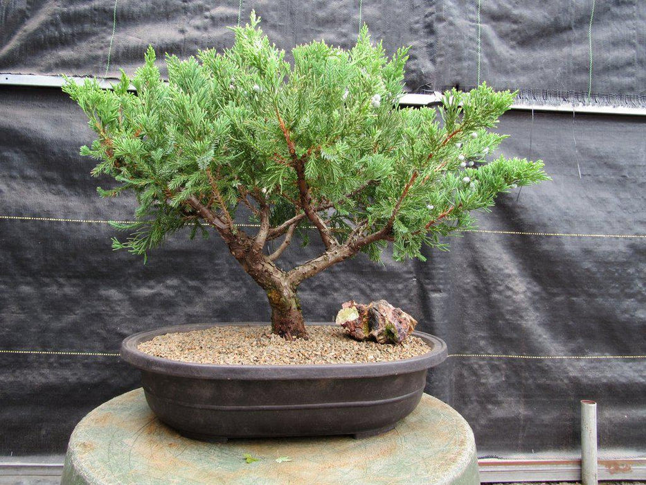 36 Year Old Chinese Juniper Specimen Bonsai Tree Profile