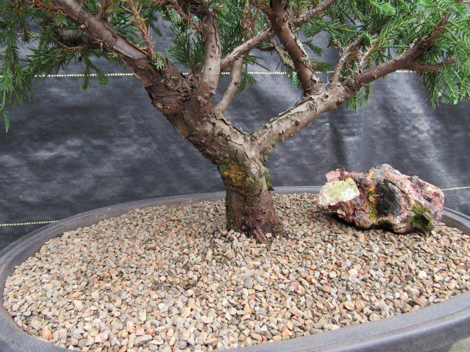 36 Year Old Chinese Juniper Specimen Bonsai Tree Trunk