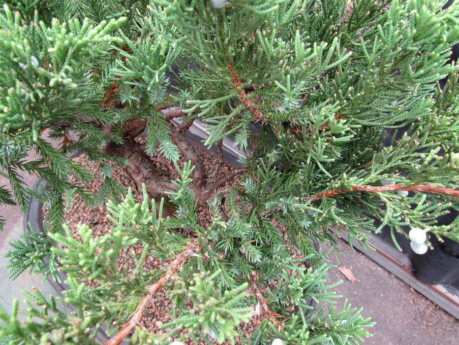 36 Year Old Chinese Juniper Specimen Bonsai Tree Foliage