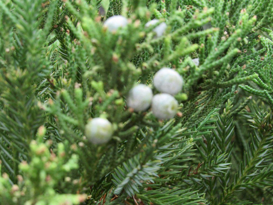 36 Year Old Chinese Juniper Specimen Bonsai Tree Leaves