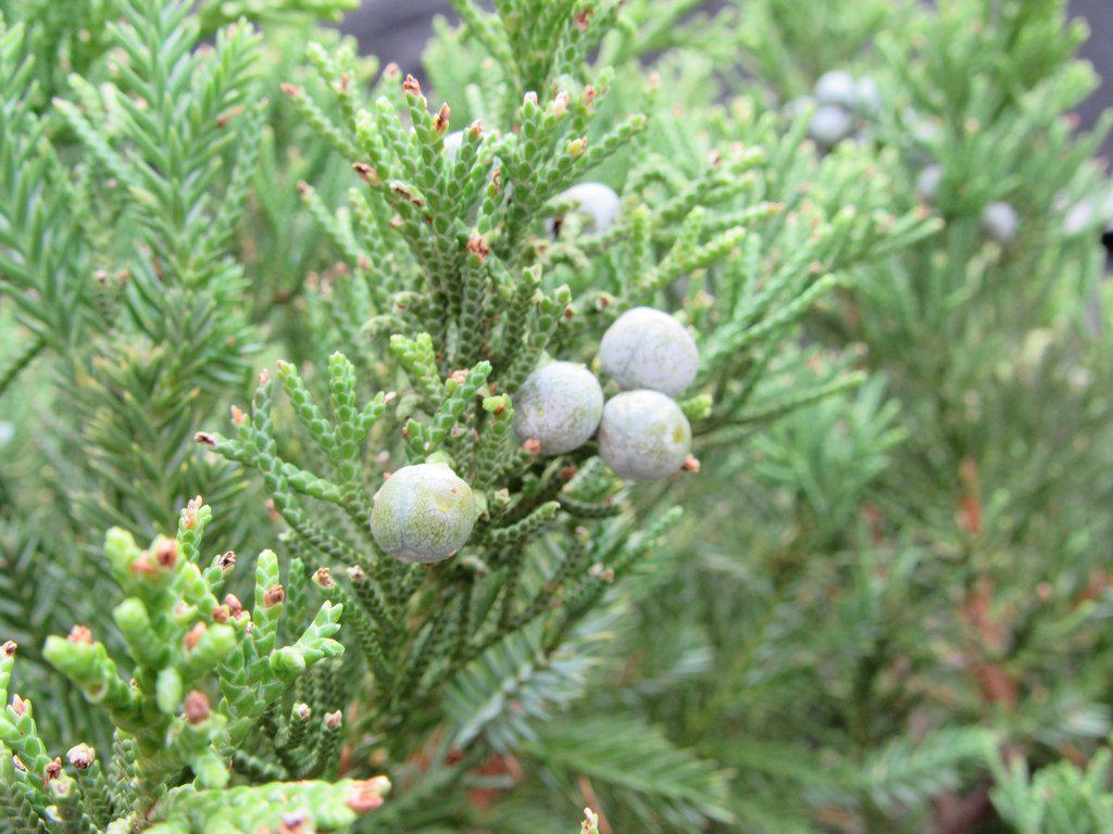 36 Year Old Chinese Juniper Specimen Bonsai Tree Berries