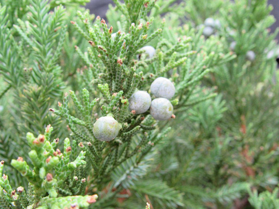 36 Year Old Chinese Juniper Specimen Bonsai Tree Berries