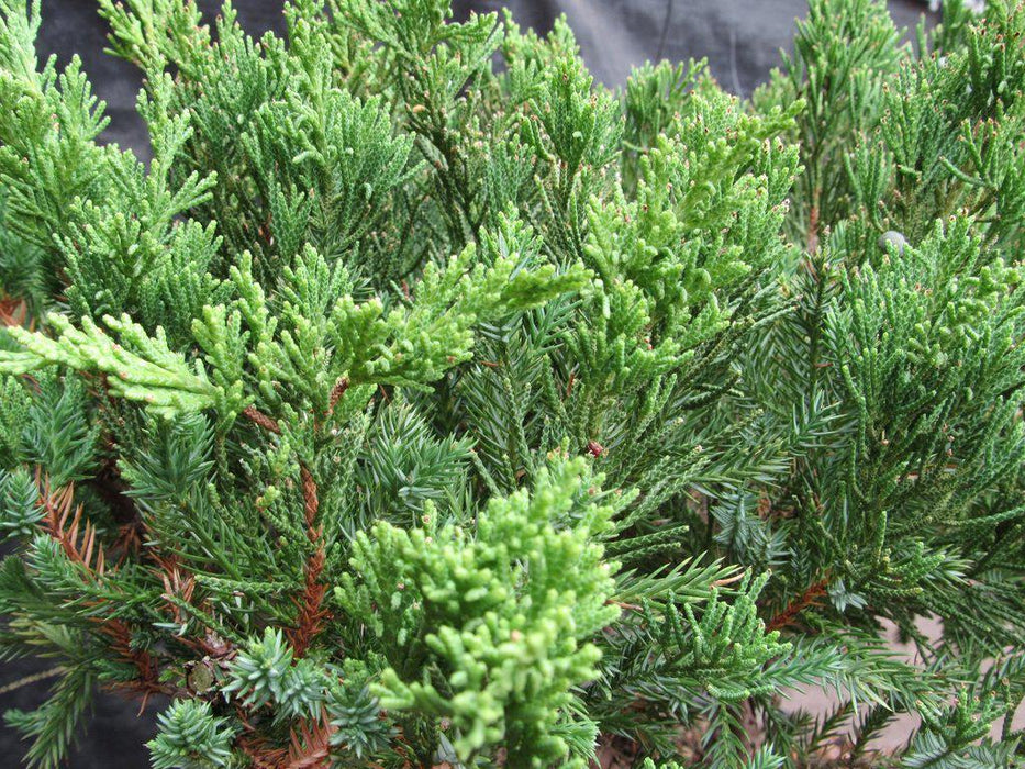 36 Year Old Chinese Juniper Specimen Bonsai Tree Needles