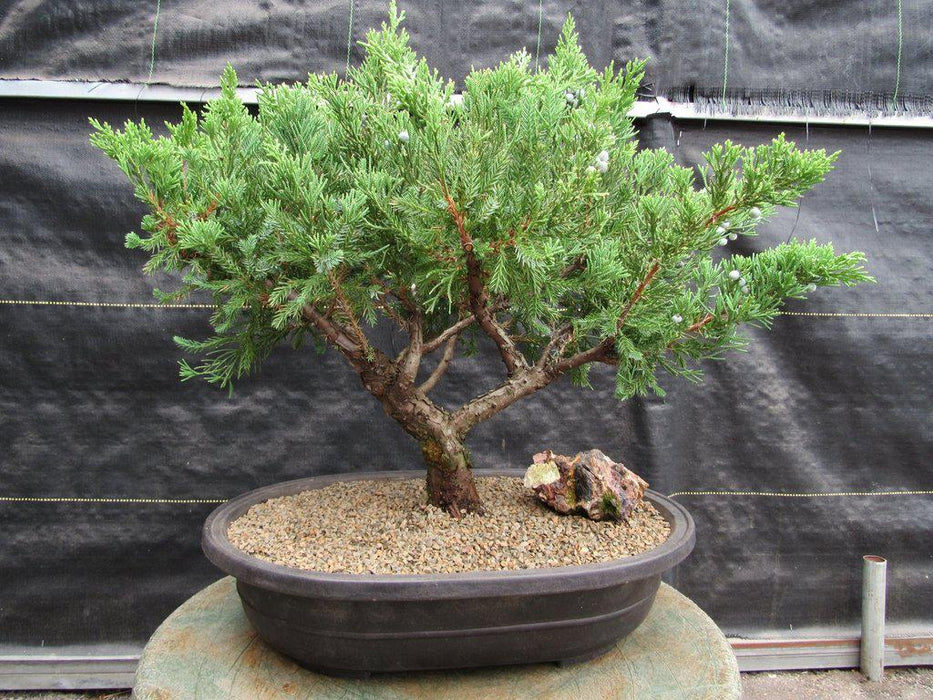 36 Year Old Chinese Juniper Specimen Bonsai Tree