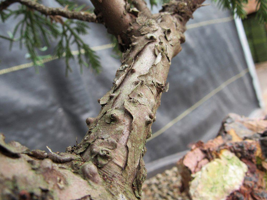 36 Year Old Chinese Juniper Specimen Bonsai Tree Bark