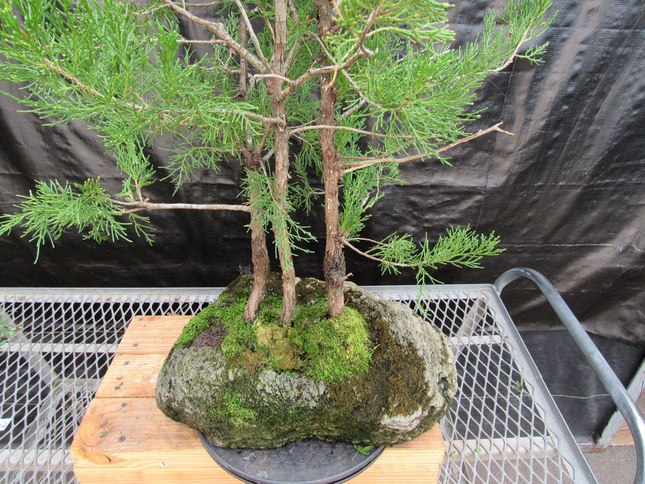 36 Year Old Eastern Red Cedar Specimen 3 Tree Bonsai Forest In Stone Planting Moss