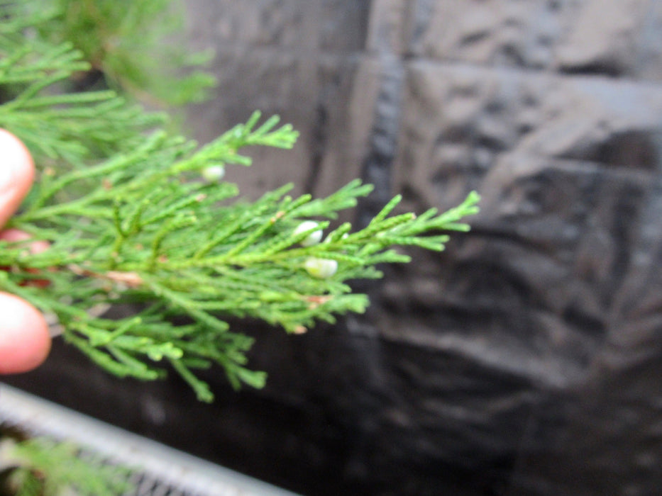 36 Year Old Eastern Red Cedar Specimen 3 Tree Bonsai Forest In Stone Planting Juniper Berries