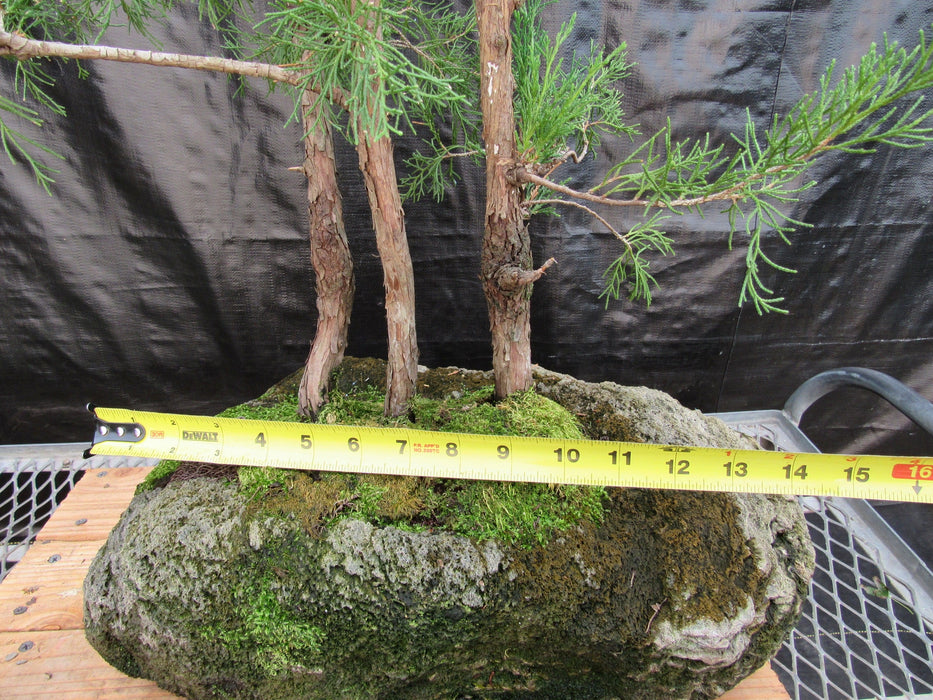 36 Year Old Eastern Red Cedar Specimen 3 Tree Bonsai Forest In Stone Planting Width