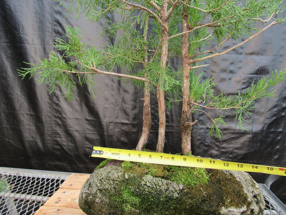 36 Year Old Eastern Red Cedar Specimen 3 Tree Bonsai Forest In Stone Planting Size