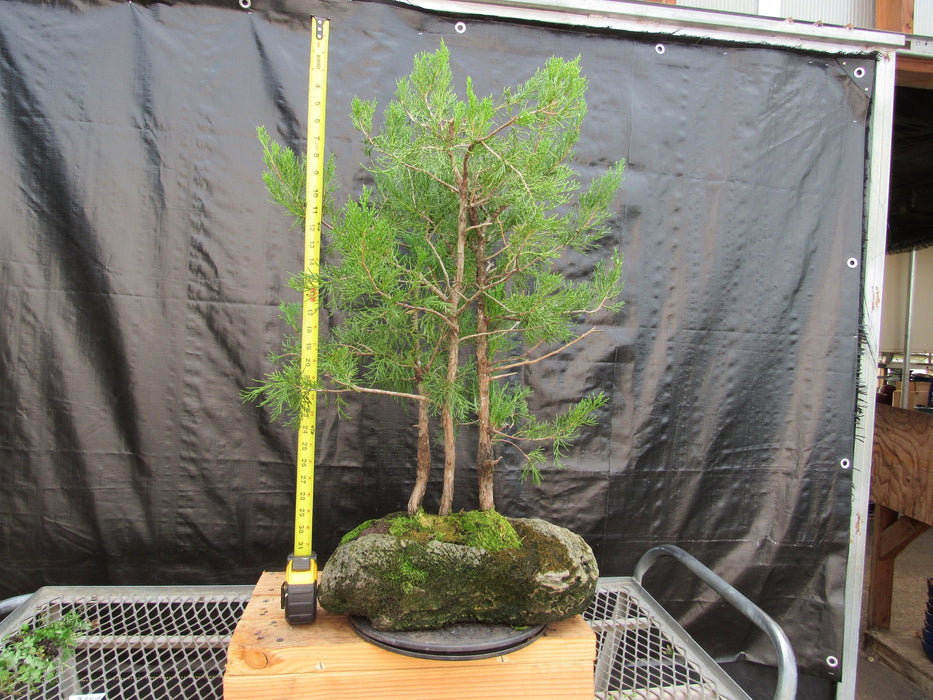 36 Year Old Eastern Red Cedar Specimen 3 Tree Bonsai Forest In Stone Planting Height