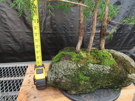 bonsai tree red deer 36 Year Old Eastern Red Cedar Specimen 3 Tree Bonsai Forest In Stone P