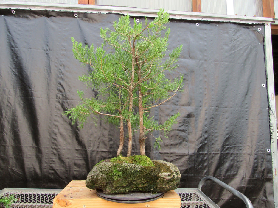 36 Year Old Eastern Red Cedar Specimen 3 Tree Bonsai Forest In Stone Planting 36 Year Old Eastern Red Cedar Specimen 3 Tree Bonsai Forest In Stone Planting Profile