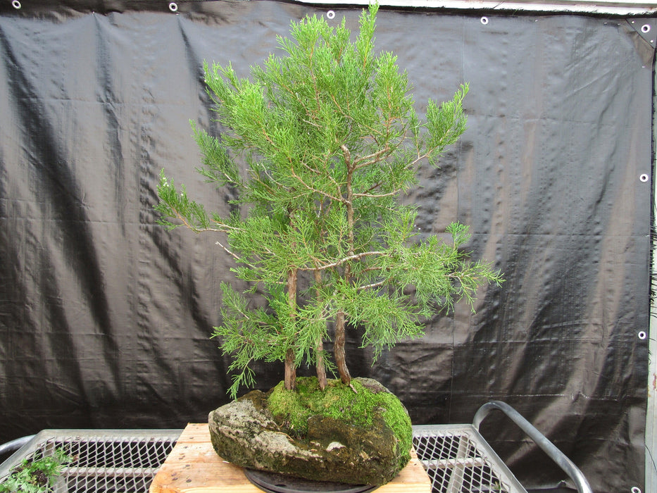 36 Year Old Eastern Red Cedar Specimen 3 Tree Bonsai Forest In Stone Planting Back