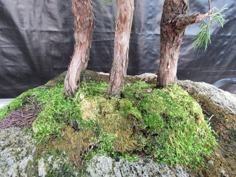 36 Year Old Eastern Red Cedar Specimen 3 Tree Bonsai Forest In Stone Planting Trunk Base