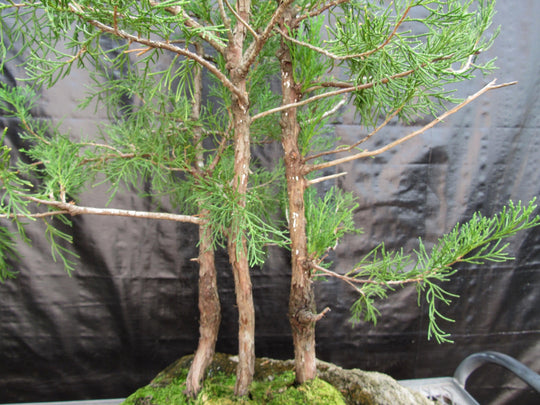 36 Year Old Eastern Red Cedar Specimen 3 Tree Bonsai Forest In Stone P