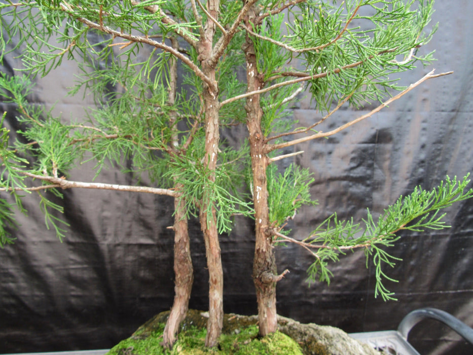 36 Year Old Eastern Red Cedar Specimen 3 Tree Bonsai Forest In Stone Planting Bark