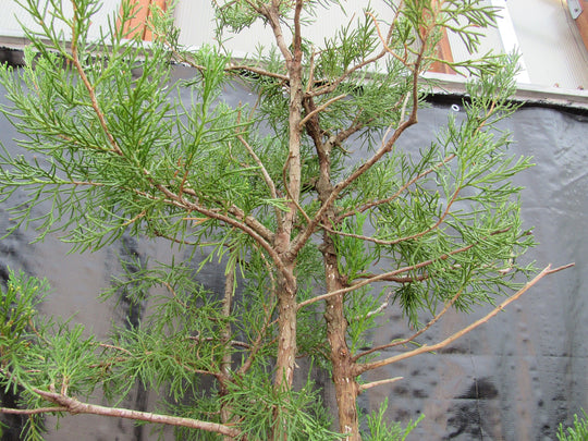 apricot tree bonsai Rare Cinnabar Red Japanese Flowering Apricot Bonsai – CYMUS – CYMUS Nurery main image 0