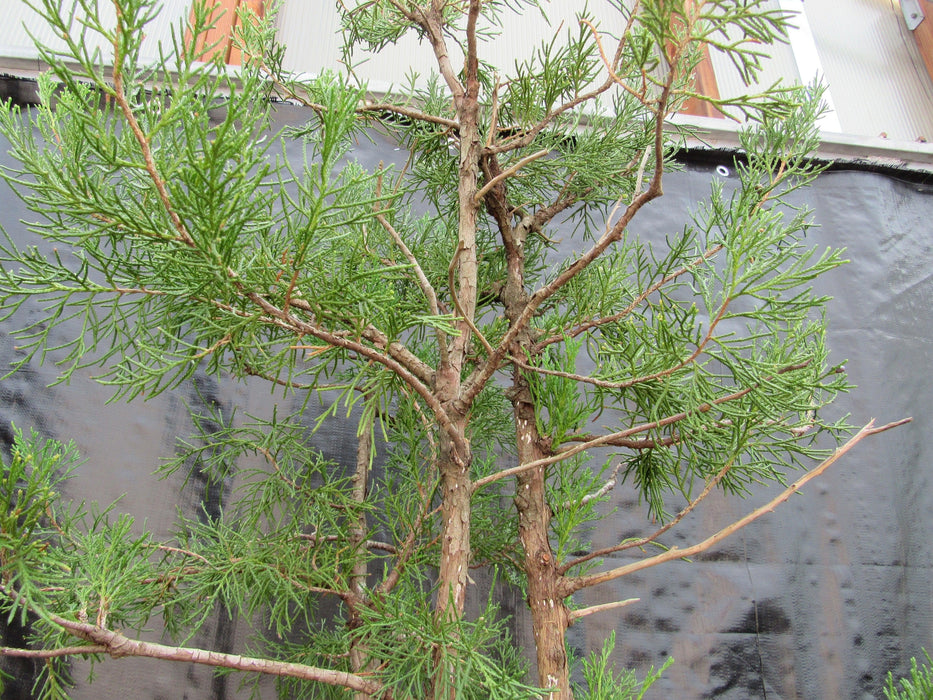 36 Year Old Eastern Red Cedar Specimen 3 Tree Bonsai Forest In Stone Planting Branch Structure