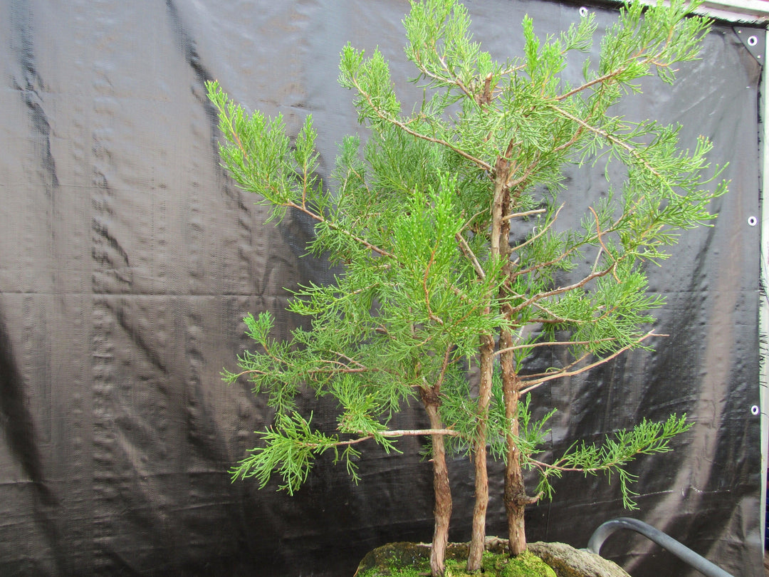 36 Year Old Eastern Red Cedar Specimen 3 Tree Bonsai Forest In Stone Planting Side