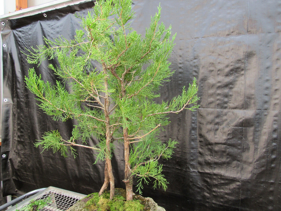 36 Year Old Eastern Red Cedar Specimen 3 Tree Bonsai Forest In Stone Planting Strong Side