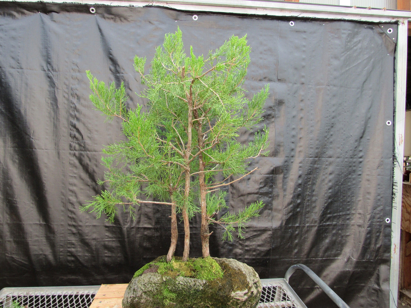 36 Year Old Eastern Red Cedar Specimen 3 Tree Bonsai Forest In Stone Planting