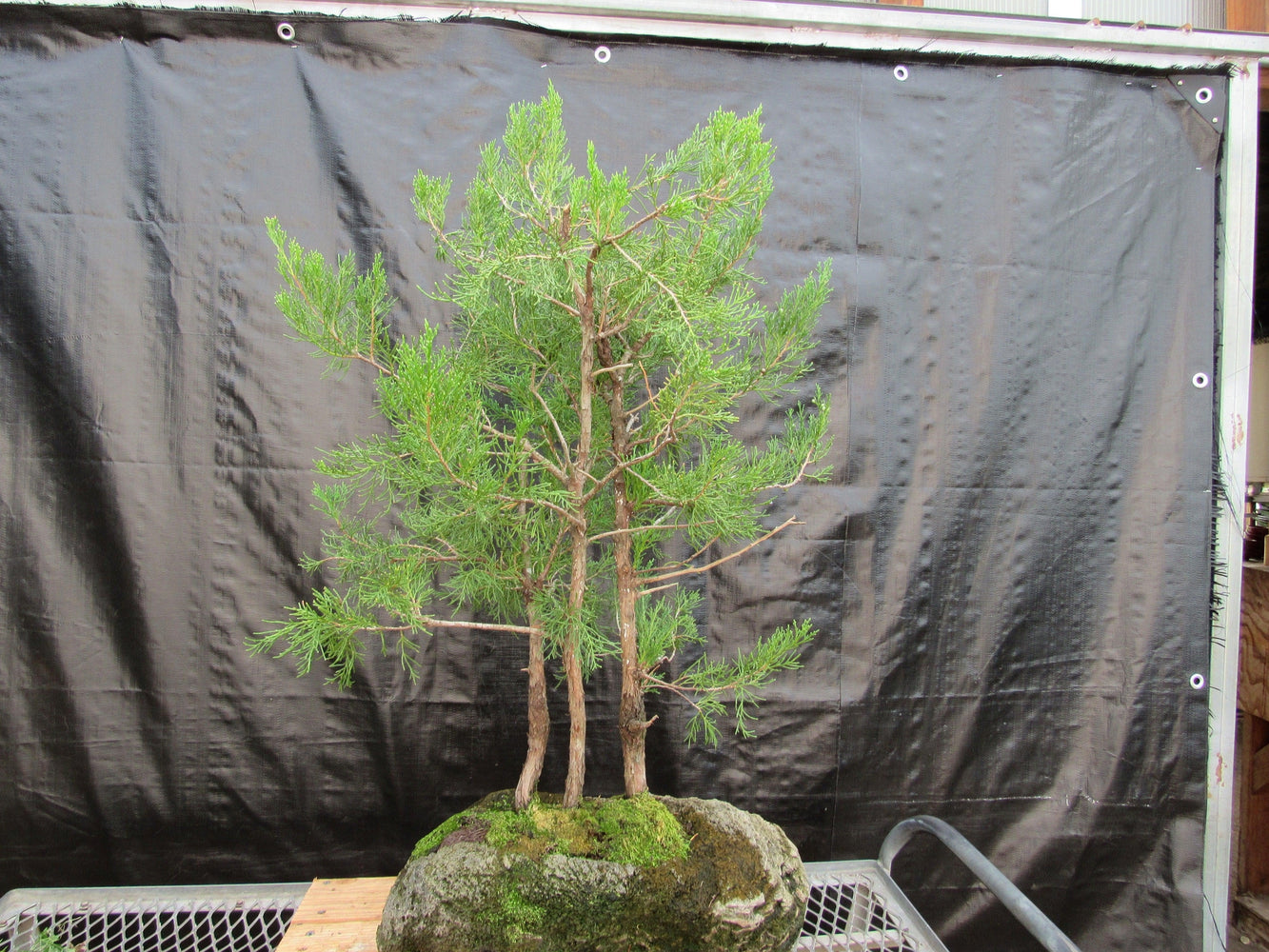 cedar bonsai tree 36 Year Old Eastern Red Cedar Specimen 3 Tree Bonsai Forest In Stone P