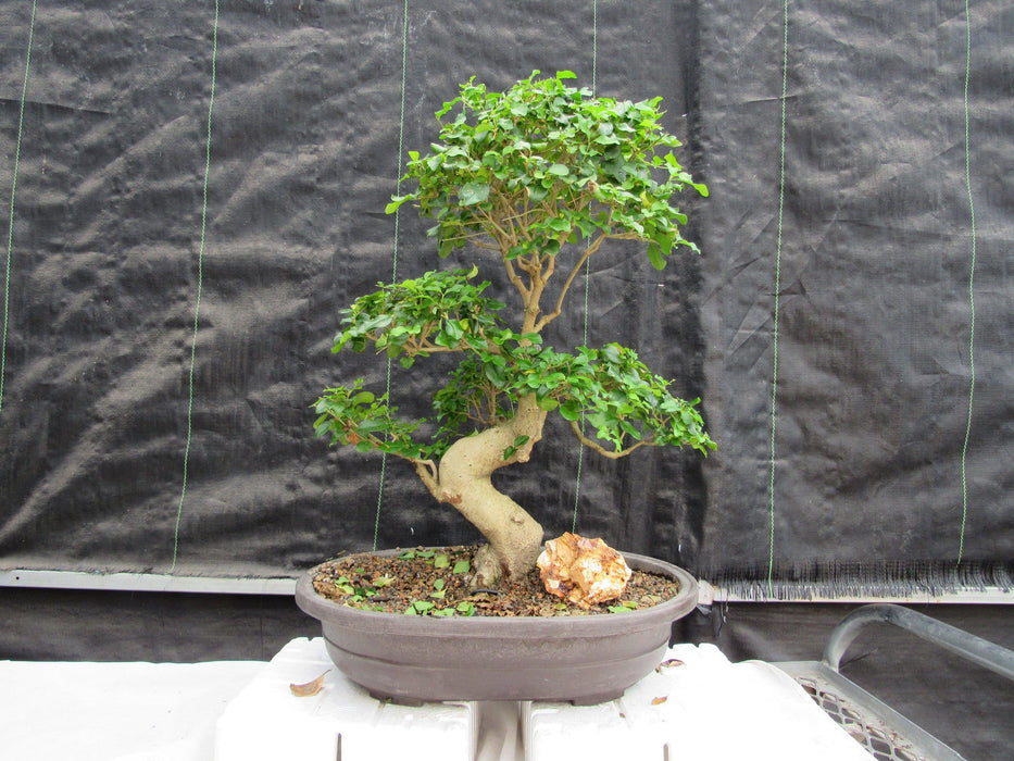 36 Year Old Flowering Ligustrum Specimen Curved Trunk Bonsai Tree Profile
