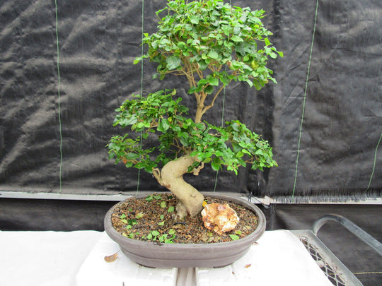 flowering ligustrum bonsai tree 36 Year Old Flowering Ligustrum Specimen Curved Trunk Bonsai Tree