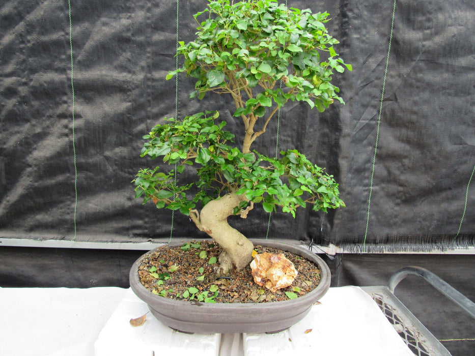 36 Year Old Flowering Ligustrum Specimen Curved Trunk Bonsai Tree Front