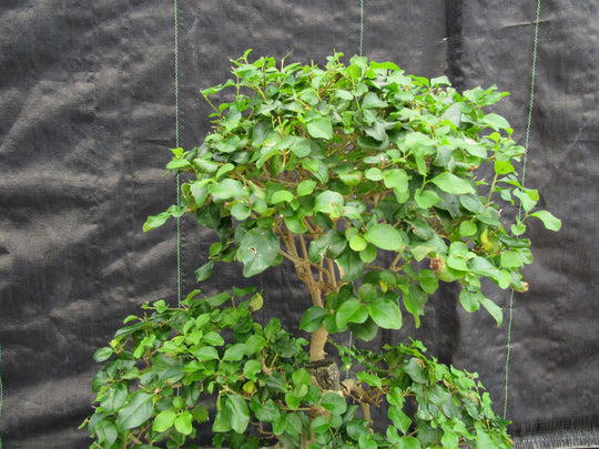 flowering ligustrum bonsai tree 36 Year Old Flowering Ligustrum Specimen Curved Trunk Bonsai Tree