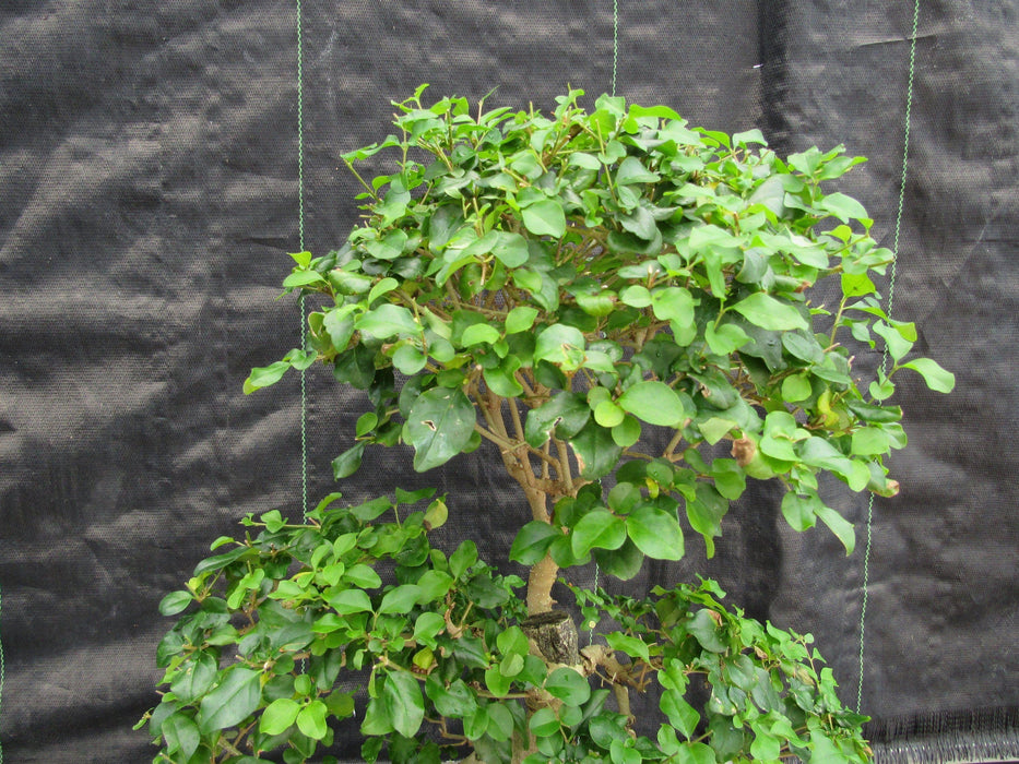 36 Year Old Flowering Ligustrum Specimen Curved Trunk Bonsai Tree Canopy