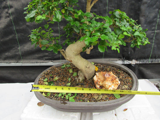36 Year Old Flowering Ligustrum Specimen Curved Trunk Bonsai Tree