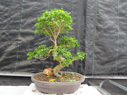 36 Year Old Flowering Ligustrum Specimen Curved Trunk Bonsai Tree