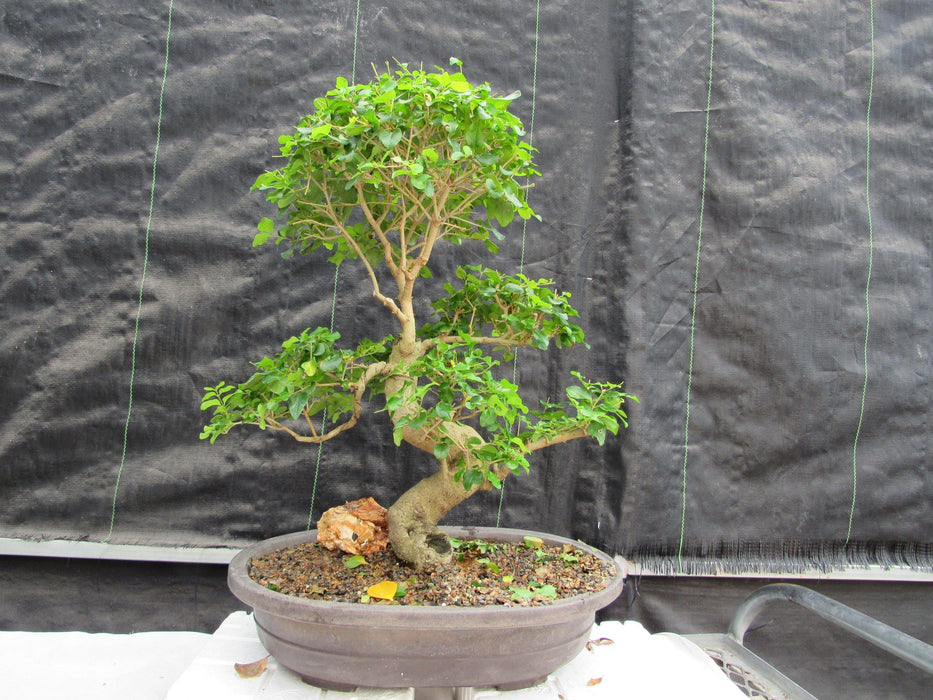 36 Year Old Flowering Ligustrum Specimen Curved Trunk Bonsai Tree