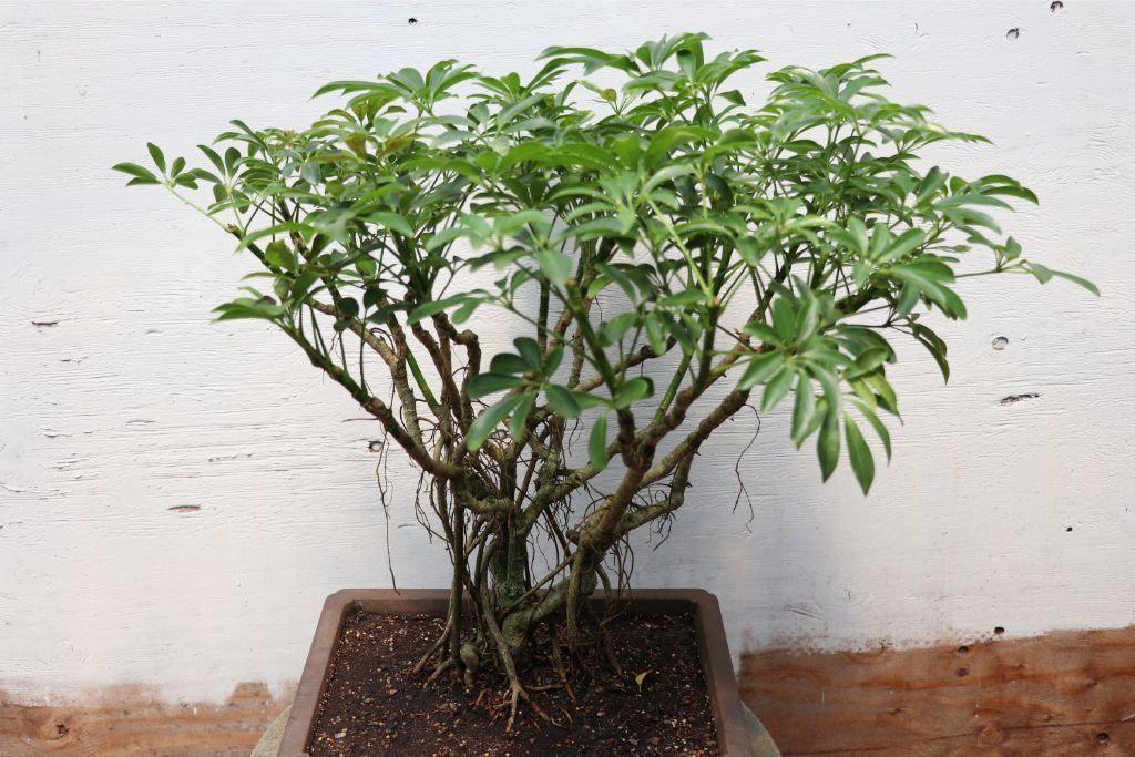 banyan bonsai tree 36 Year Old Hawaiian Umbrella Exposed Roots (Banyan Style) Specimen Bo