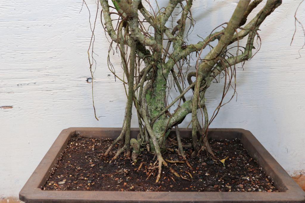 Hawaiian Umbrella Exposed Roots (Banyan Style) Specimen Bonsai Tree Air Roots