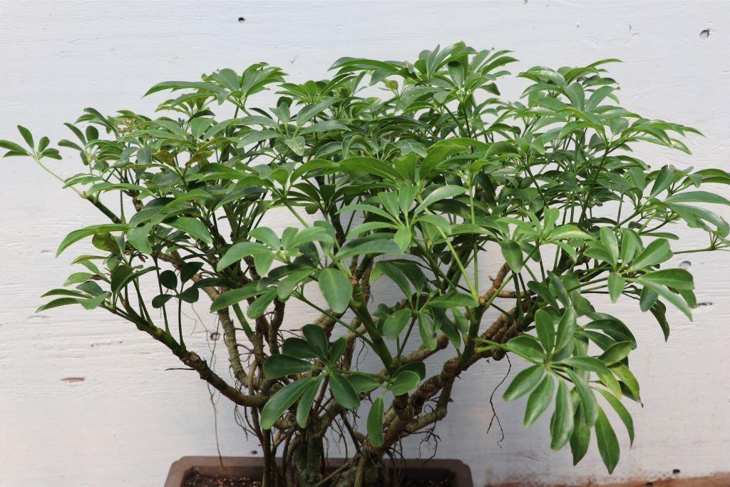 Hawaiian Umbrella Exposed Roots (Banyan Style) Specimen Bonsai Tree Canopy