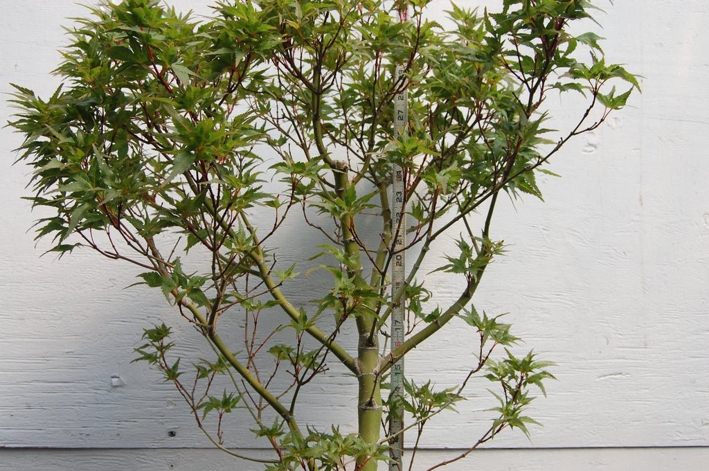 Taro Yama Japanese Maple One-Of-A-Kind Bonsai Tree Size