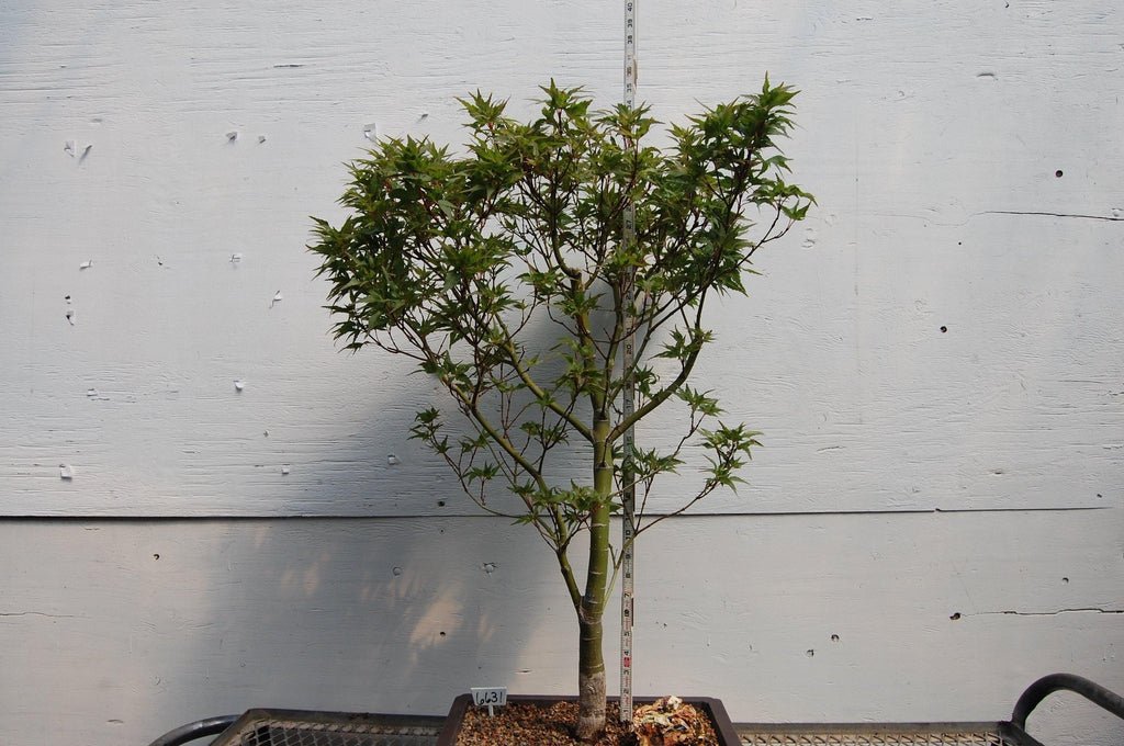 Taro Yama Japanese Maple One-Of-A-Kind Bonsai Tree Height