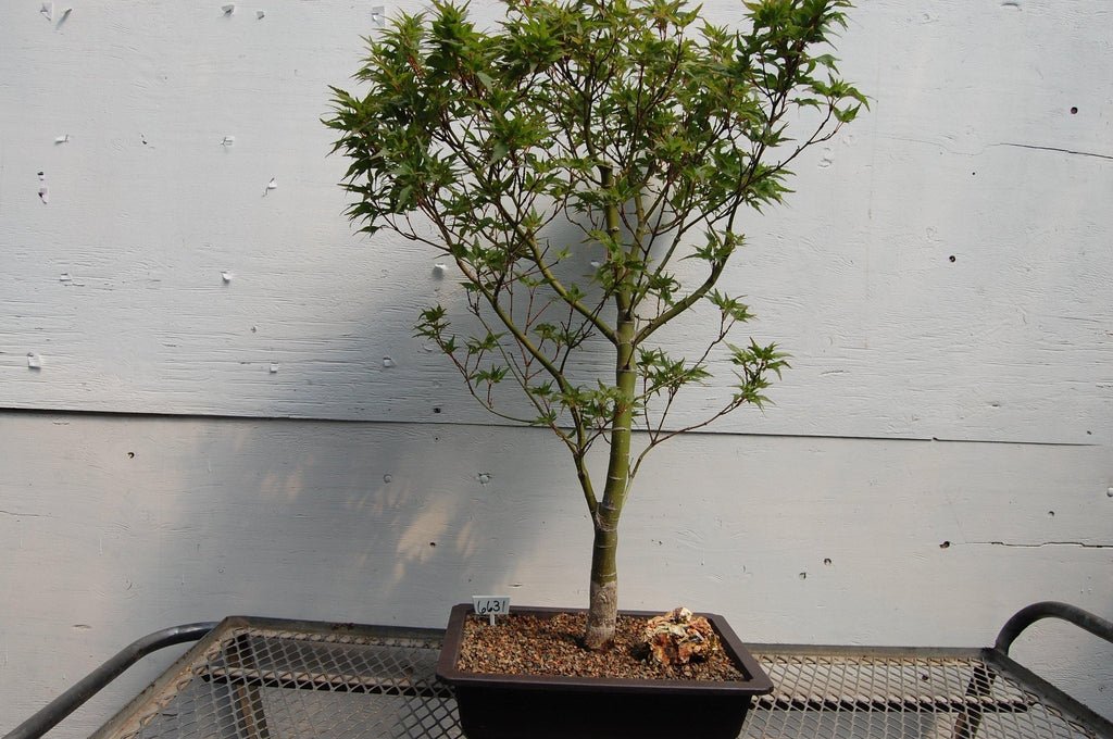 Taro Yama Japanese Maple One-Of-A-Kind Bonsai Tree
