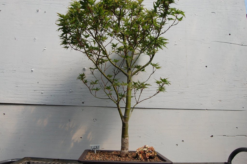 Taro Yama Japanese Maple One-Of-A-Kind Bonsai Tree Profile
