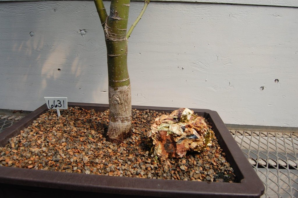 Taro Yama Japanese Maple Specimen Bonsai Tree Trunk