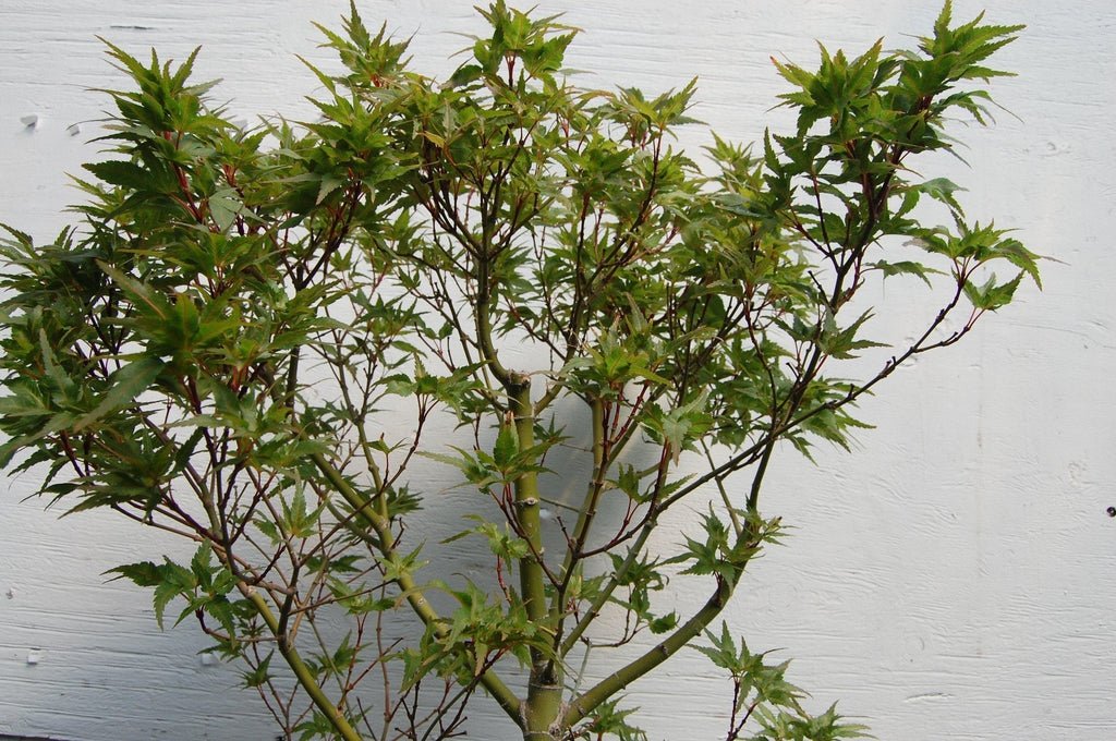 Taro Yama Japanese Maple Specimen Bonsai Tree Leaves