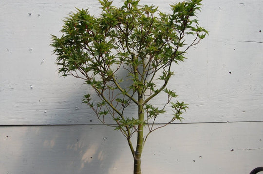 36 Year Old Taro Yama Japanese Maple Specimen Bonsai Tree