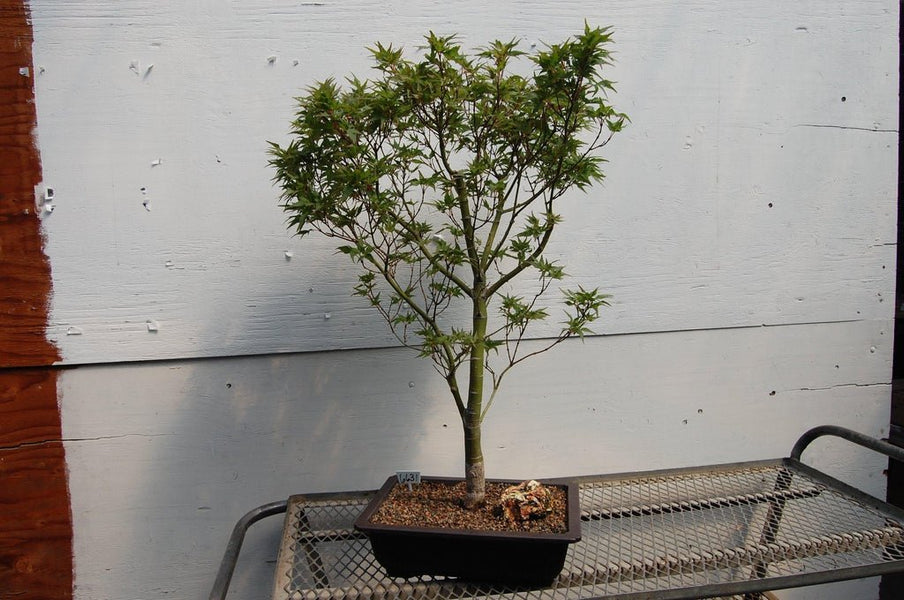 36 Year Old Taro Yama Japanese Maple Specimen Bonsai Tree