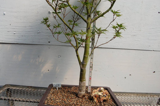 36 Year Old Taro Yama Japanese Maple Specimen Bonsai Tree