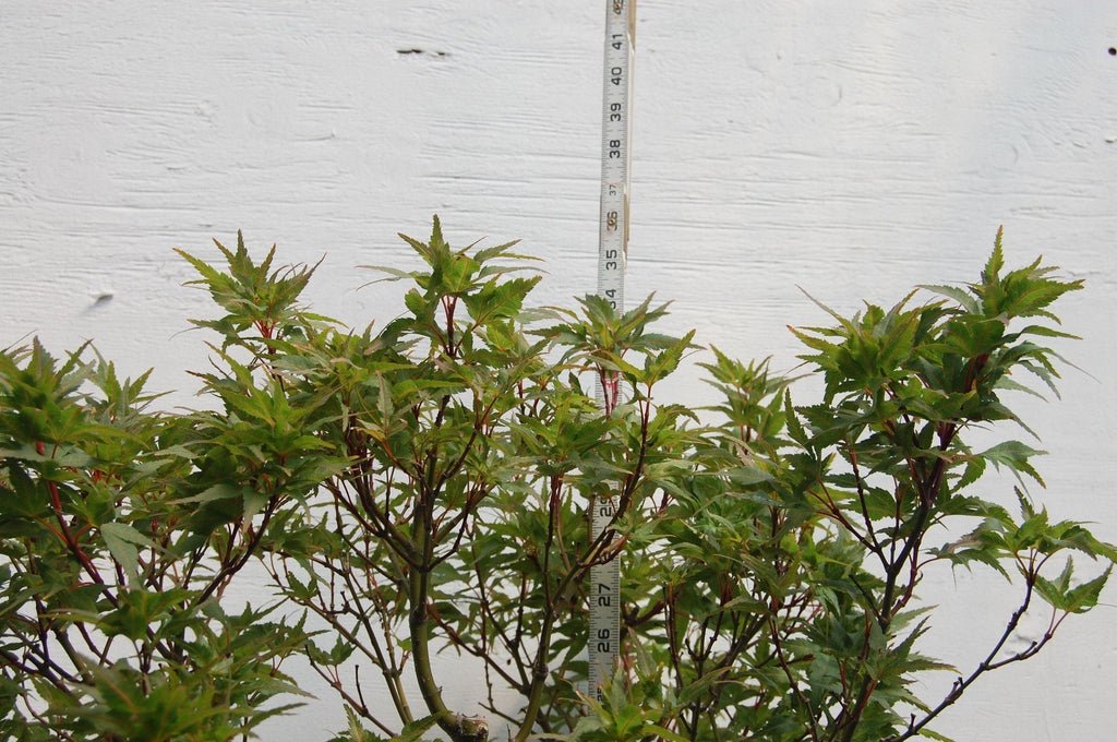 Taro Yama Japanese Maple Specimen Bonsai Tree Height