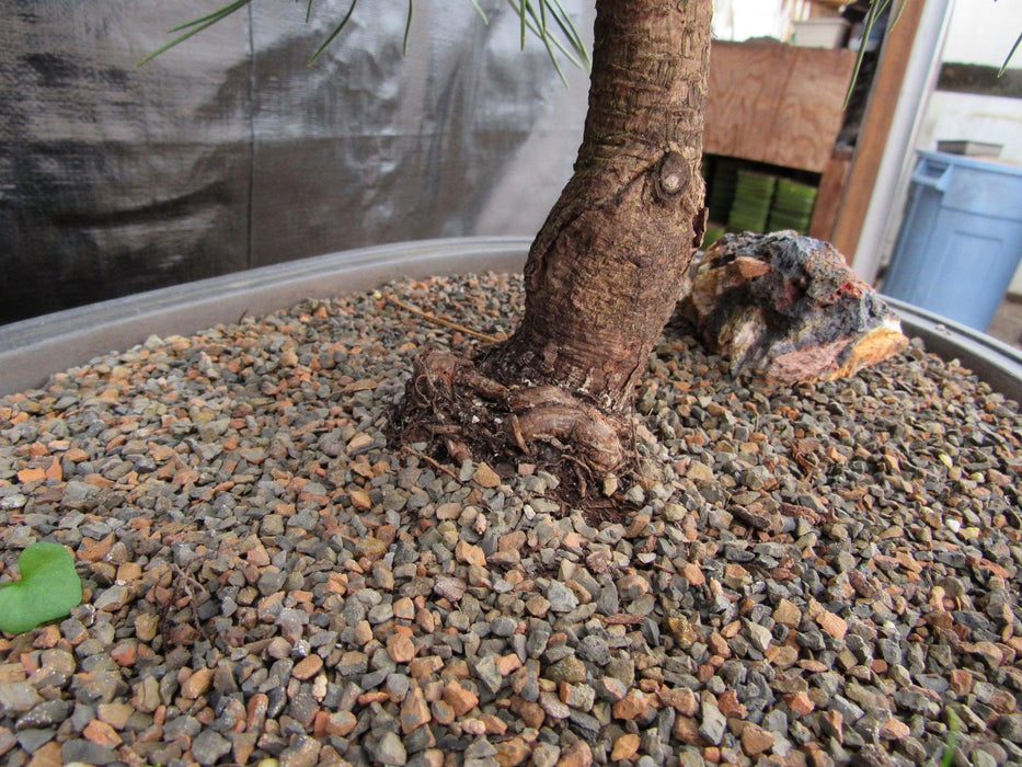 37 Year Old Japanese Black Pine Specimen Bonsai Tree Root