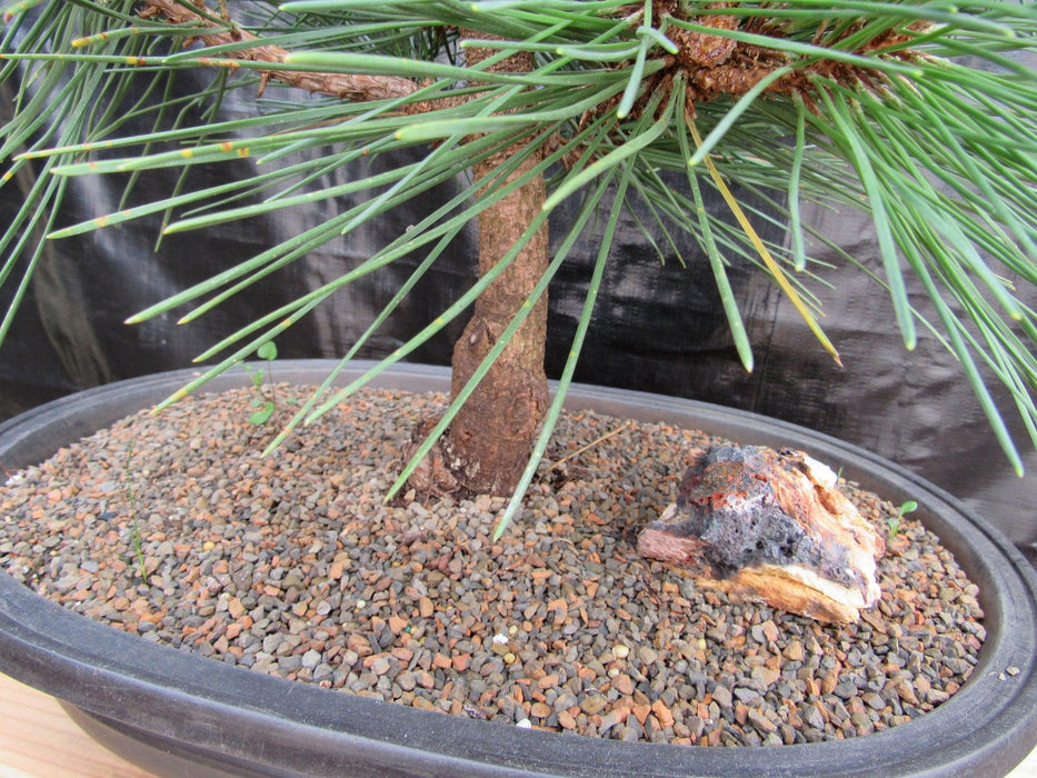 37 Year Old Japanese Black Pine Specimen Bonsai Tree Bark