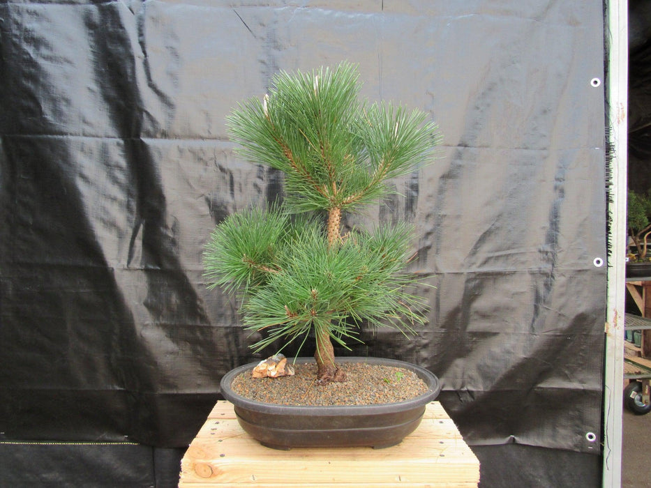 37 Year Old Japanese Black Pine Specimen Bonsai Tree Back
